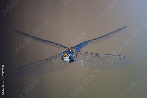 libellula photo