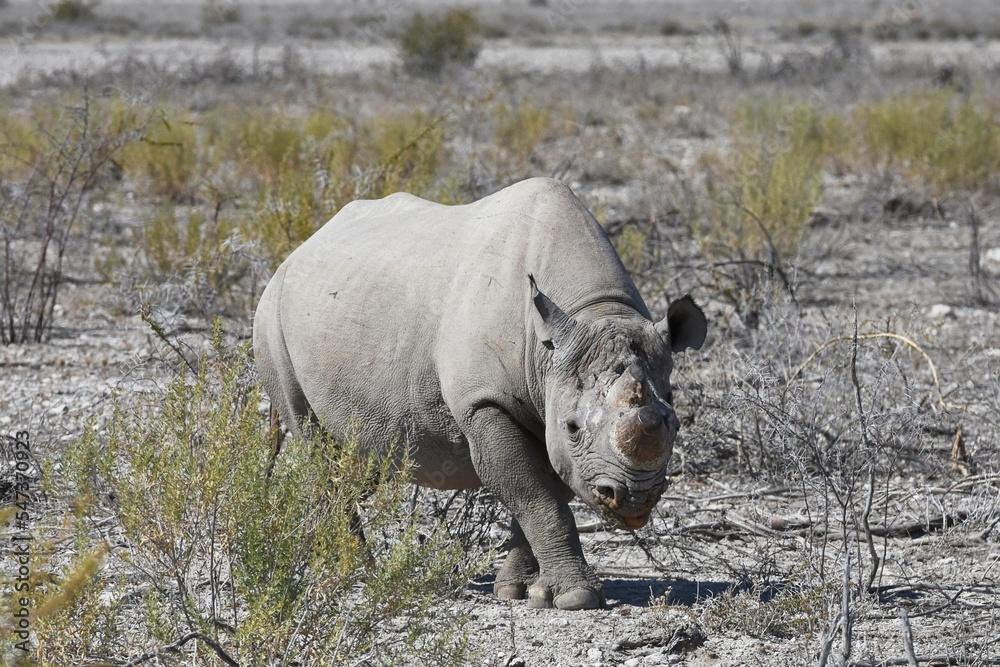 Obraz premium Spitzmaulnashorn (diceros bicornis) im Etoscha Nationalpark in Namibia. 