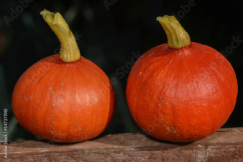 2 Uchiki Kuri Winter Squash on wooden beam. photo