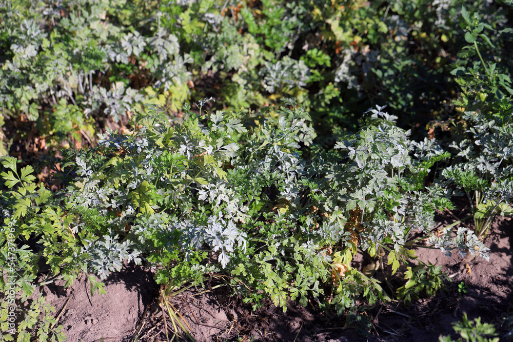 Powdery mildew on the parsley leaf. This is a dangerous plant disease