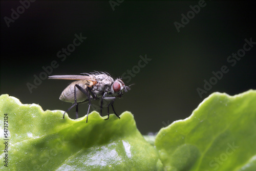Fotografi Cabbage fly (also cabbage root fly, root fly or turnip fly) - Delia radicum on the leaf