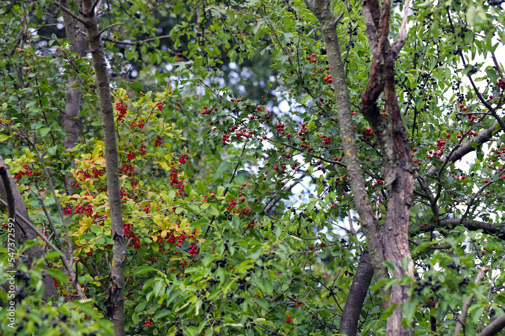 Wild fruits: hawthorn, huckleberry and barberry. Fruits growing on shrubs near the river.