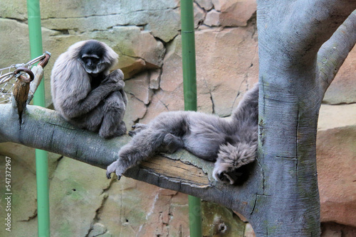 A view of a Gibbon photo