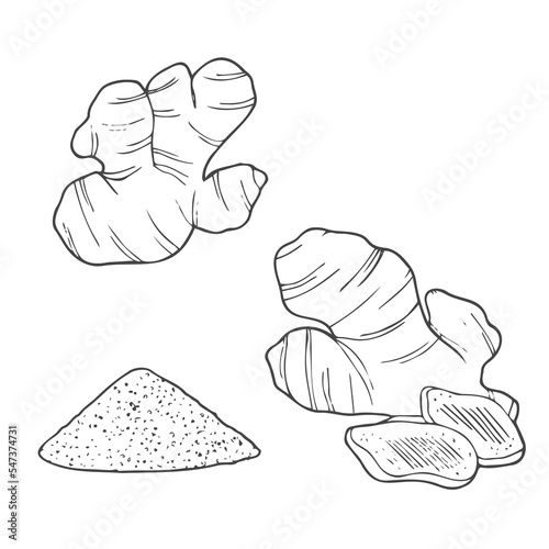 Ginger root set. White background with isolated hand drawn sketch ginger root. Herbs and spices vector illustration.