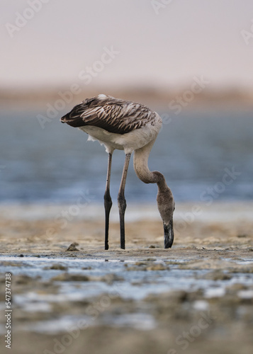Baby flamingo feeding in mud. Baby flamingo looking for food in slime.