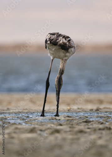 Baby flamingo feeding in mud. Baby flamingo looking for food in slime.
