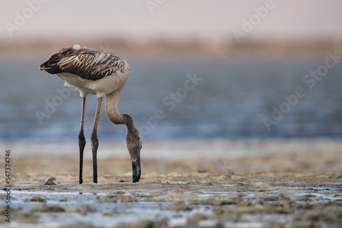 Baby flamingo feeding in mud. Baby flamingo looking for food in slime.
