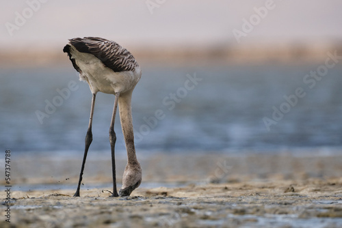 Baby flamingo feeding in mud. Baby flamingo looking for food in slime.