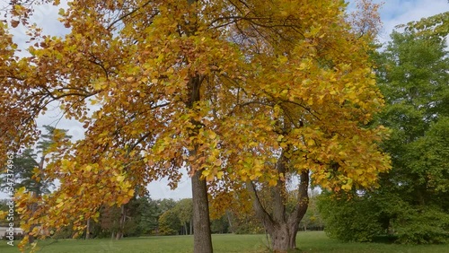 Old tulip tree with autumn leaves against sky in park photo