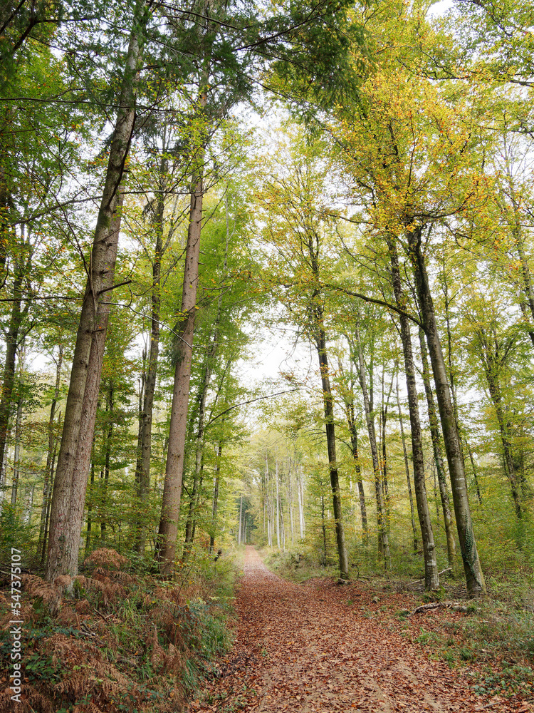 Obraz premium Schwarzwaldlandschaft. Von Lörrach-Hauingen bis Hägelberg durch Hauinger wald - Grenzweg bedeckt mit Blättern und gesäumt von Buchen und Tannen mit Laub in Herbstfarben