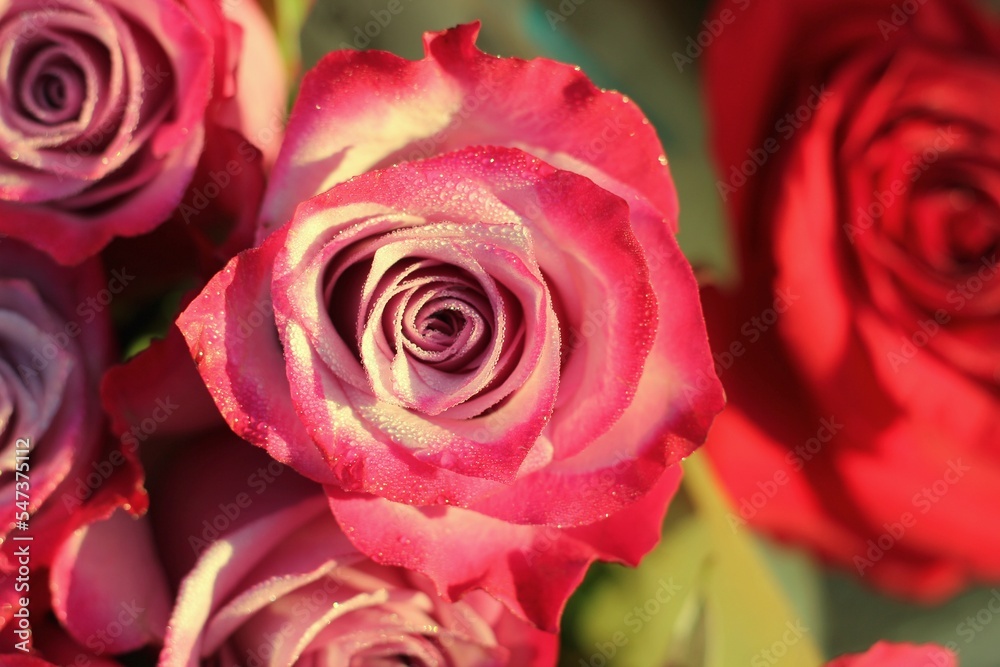 Fototapeta premium close up of red roses