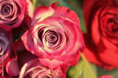 close up of red roses