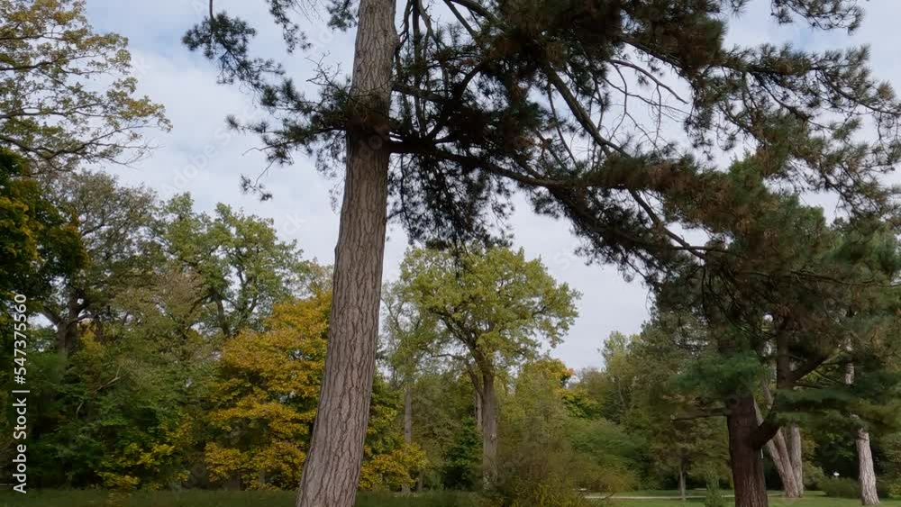 Old black pine against the sky with clouds in park Old black pine against the sky with clouds in park