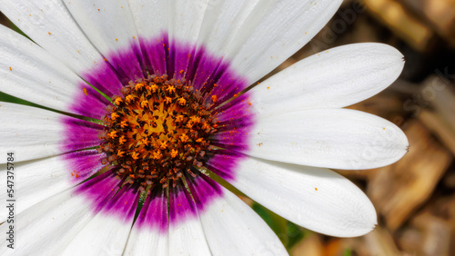 flower macro