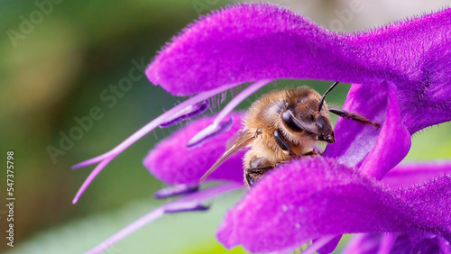 bee on flower