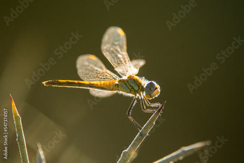 libellula photo