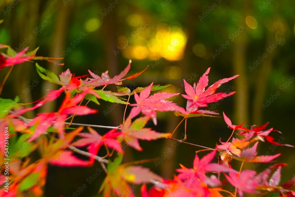 autumn leaves background
at Kanazawa Nature Park autumn leaves background
at Kanazawa Nature Park