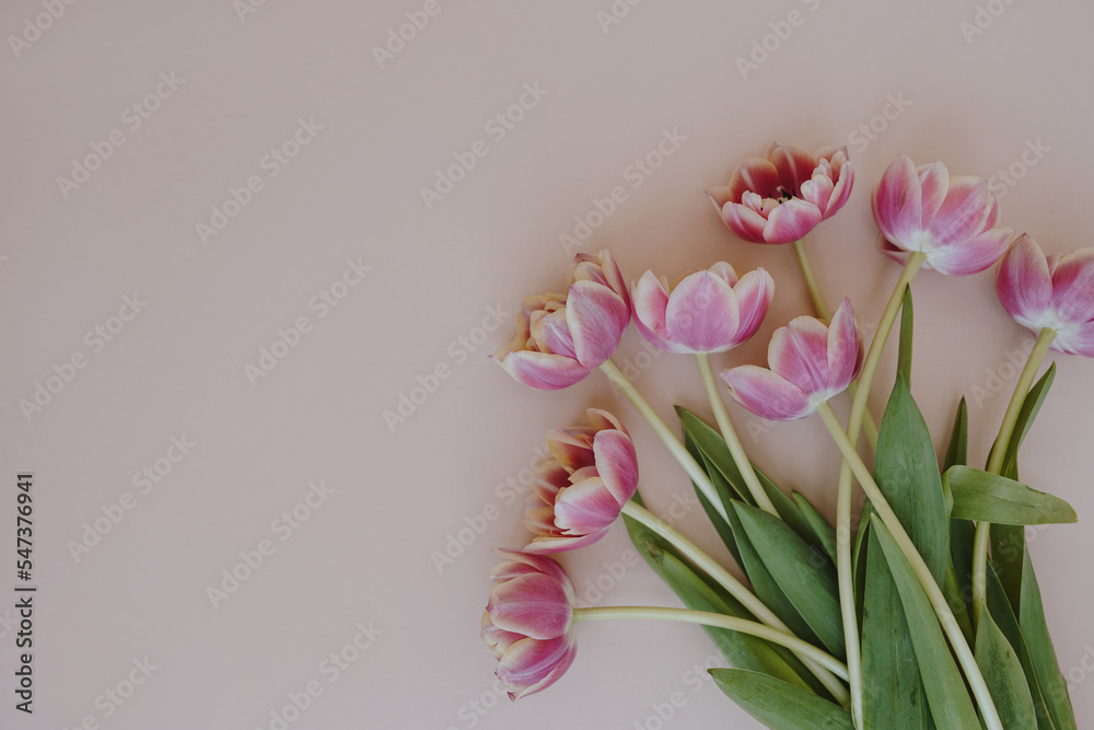 Delicate tulip flowers bouquet on neutral pink background with copy space