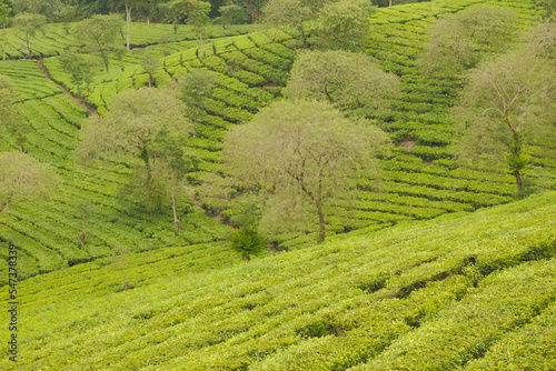 Selective focus of a vast expanse of tea gardens