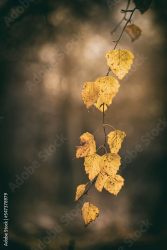Fototapeta Naklejka Na Ścianę i Meble -  Żółte jesienne liście brzozy. Jesienna gałązka na rozmytym tle. Nieostrość, bokeh.