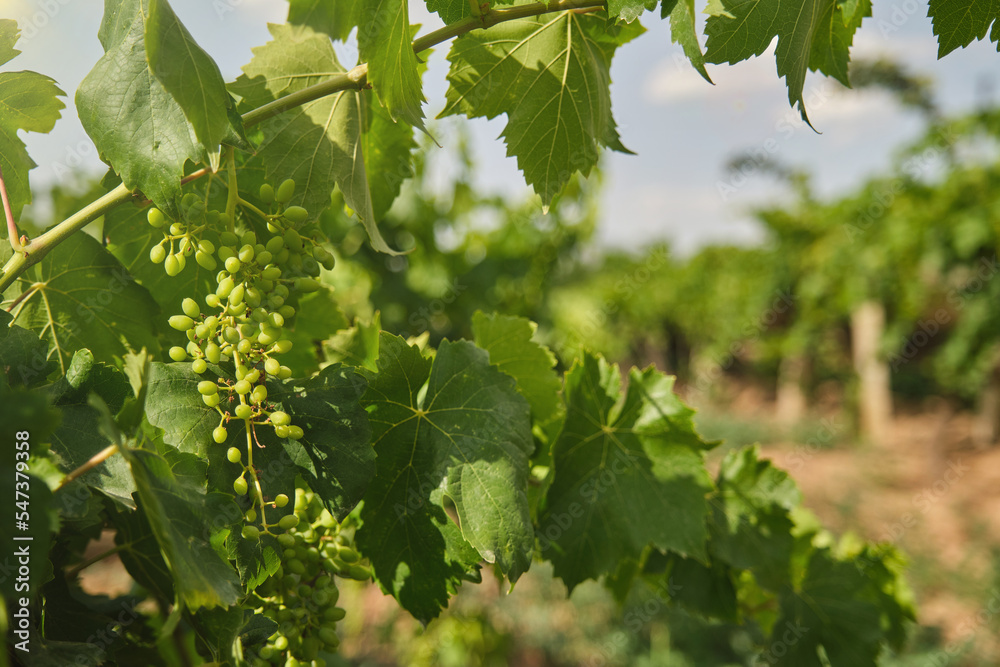 Unripe, immature grapes. In the vine branch, between the vineyard.
Unripe, immature grapes. In the vine branch, between the vineyard.