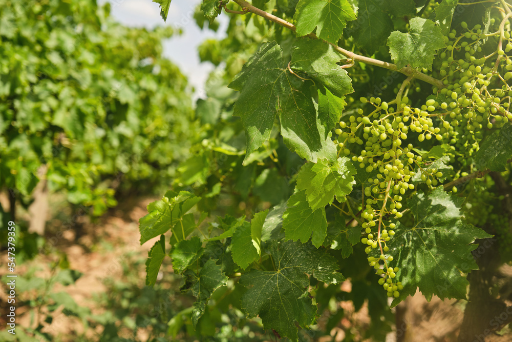 Unripe, immature grapes. In the vine branch, between the vineyard.
Unripe, immature grapes. In the vine branch, between the vineyard.