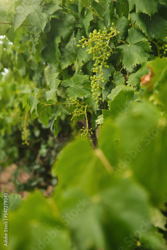 Unripe, immature grapes. In the vine branch, between the vineyard.	
