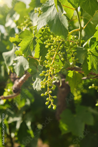 Unripe, immature grapes. In the vine branch, between the vineyard.	
