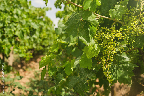Unripe, immature grapes. In the vine branch, between the vineyard.	
