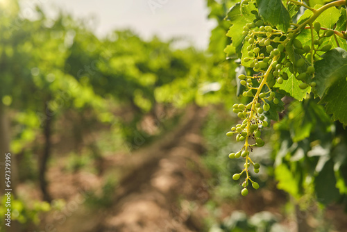 Unripe, immature grapes. In the vine branch, between the vineyard.	
