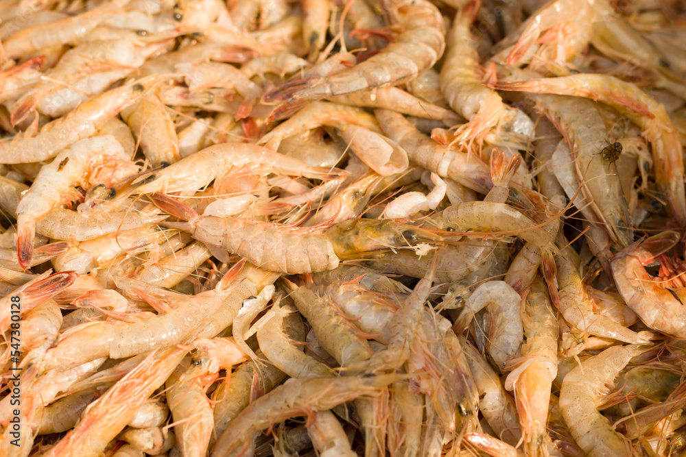 White shrimps or chinese white prawns kept in a pile to be sold in fish market of india. White shrimps or chinese white prawns kept in a pile to be sold in fish market of india.