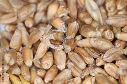 Tineidae moth pupa on damaged wheat grain. European grain moth, Nemapogon granella.