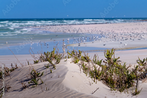 Sand from Desert connected to the sea in sea birds in Oman