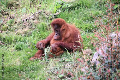 A view of an Orangutan