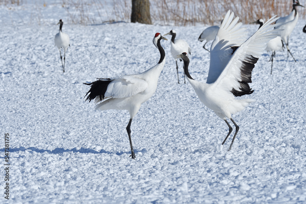 Bird watching, red-crowned crane, in
winter Bird watching, red-crowned crane, in
winter