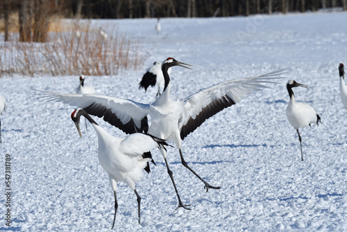 Bird watching  red-crowned crane  in  winter