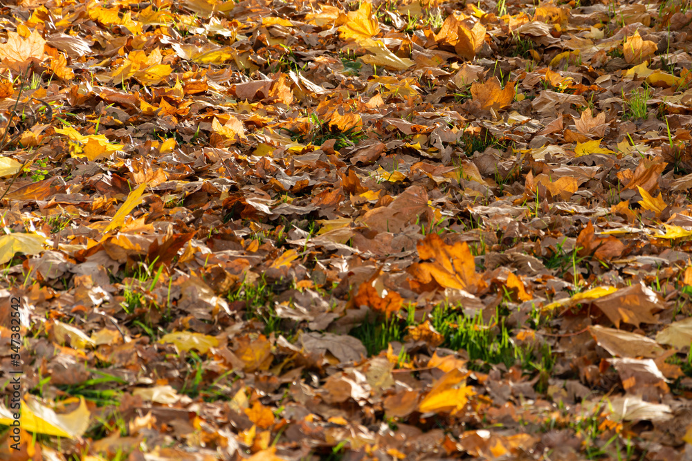 Jesień, liście w kolorze złotym - obrazy, fototapety, plakaty 