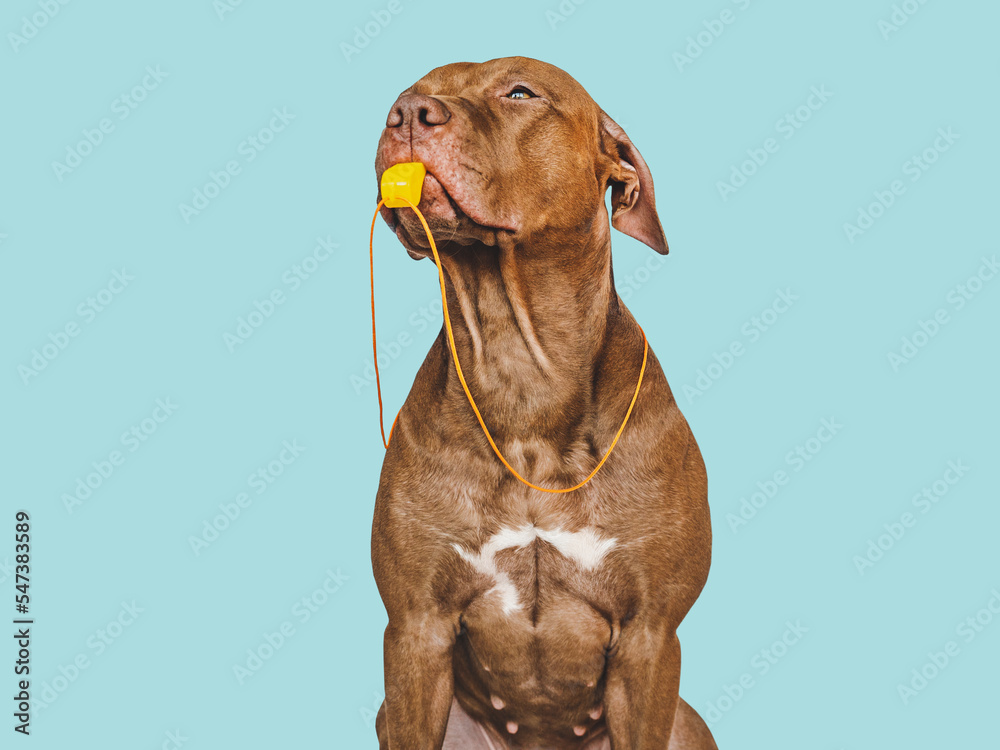 Lovable puppy, referee's whistle and soccer ball. Preparation for the game and the tournament. Close-up, indoors. Studio photo. Concept of care, education, obedience training and raising pet