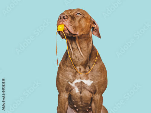 Lovable puppy, referee's whistle and soccer ball. Preparation for the game and the tournament. Close-up, indoors. Studio photo. Concept of care, education, obedience training and raising pet