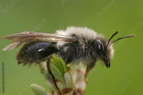 Detailed closeup on a female grey-backed mining bee, Andrena vaga , against a green blurred background © Henk