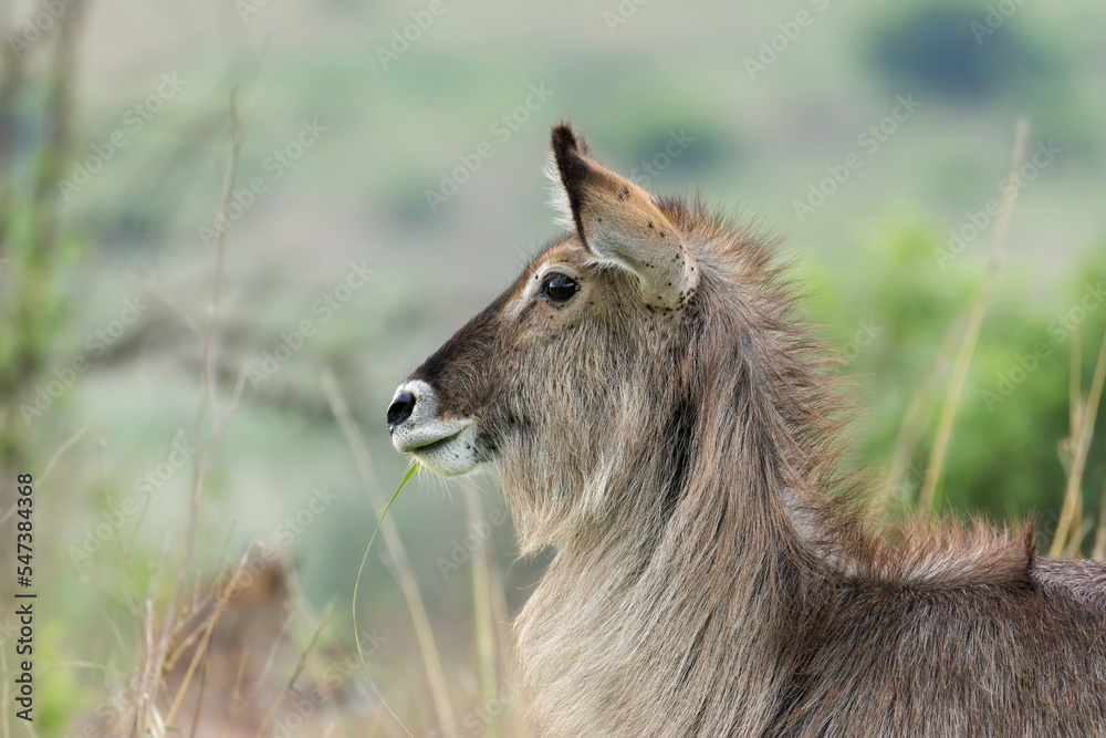 Portrait of a female waterbuck with ticks on eye and ears Portrait of a female waterbuck with ticks on eye and ears