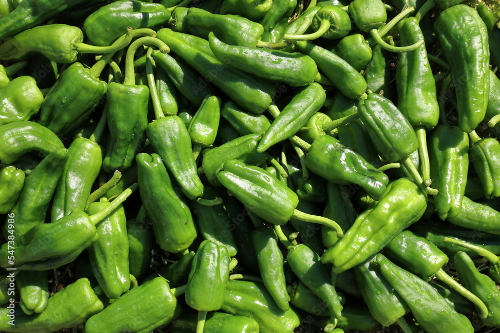 Close-up of Padrón or Guernica peppers with natural light