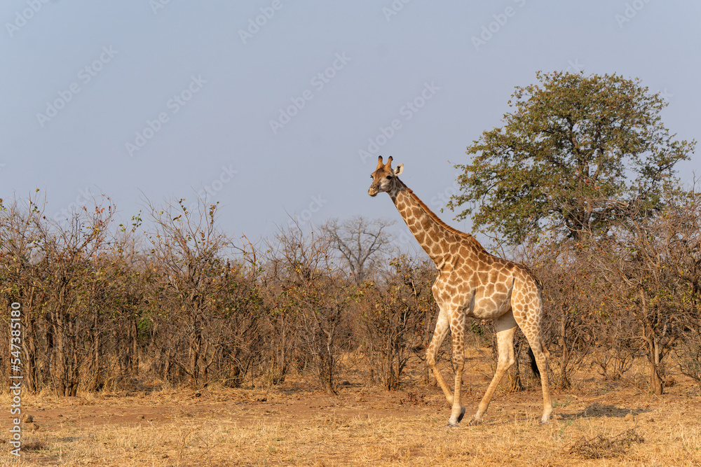 Obraz premium Giraffe searching for food in the Kruger National Park in South Africa
