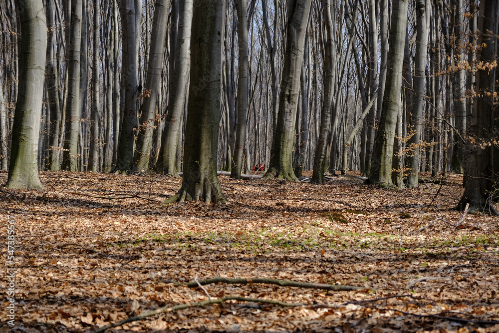 Landscape shot of people rest in the middle of Spring forest at Holosiivskyi National Nature Park, Kyiv, Ukraine Landscape shot of people rest in the middle of Spring forest at Holosiivskyi National Nature Park, Kyiv, Ukraine