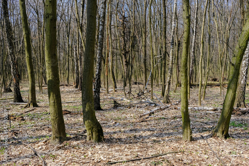 Trees covered by moss in Spring forest at Holosiivskyi National Nature Park, Kyiv, Ukraine photo