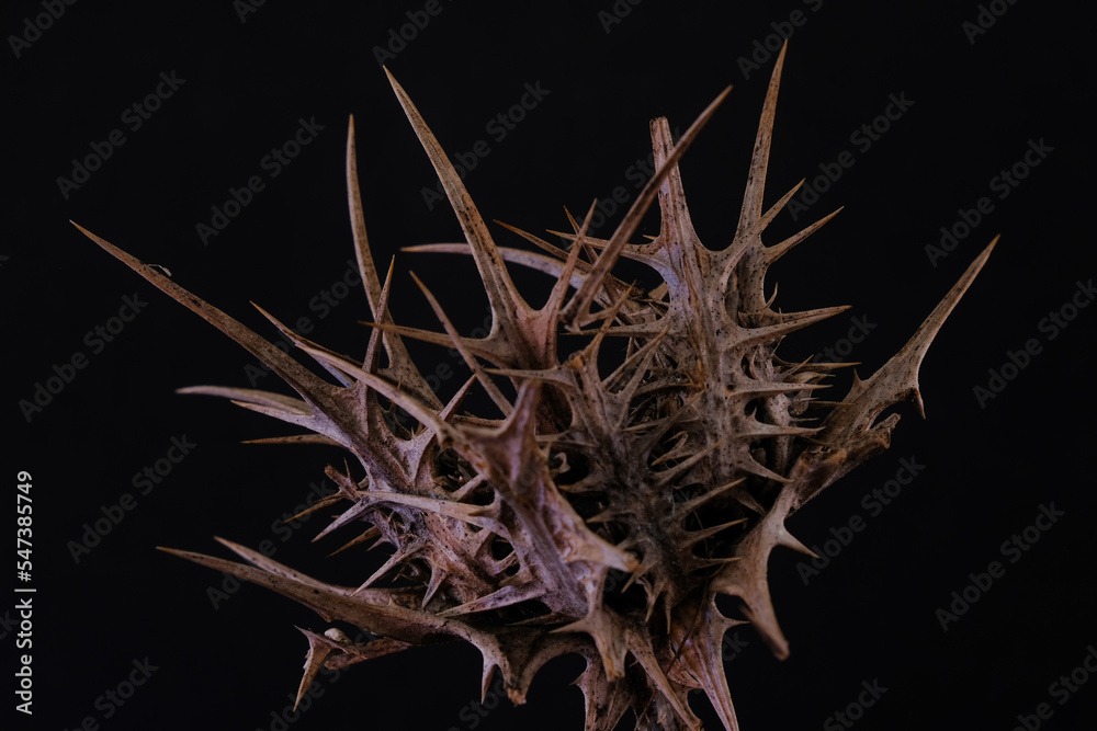 Obraz premium A dry thorn on a black background