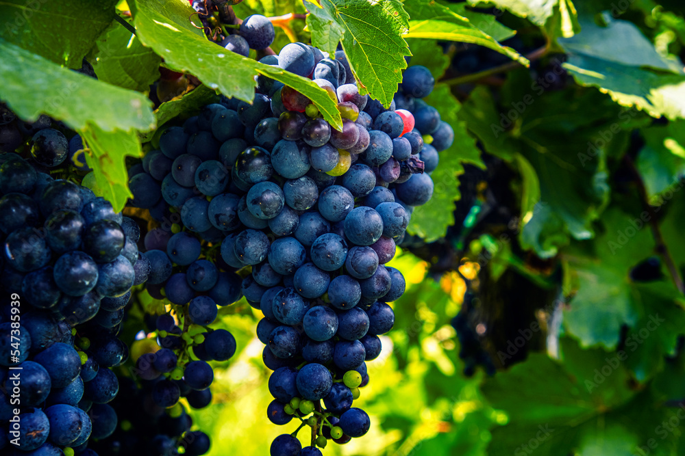Obraz premium blue merlot grapes in green vineyard