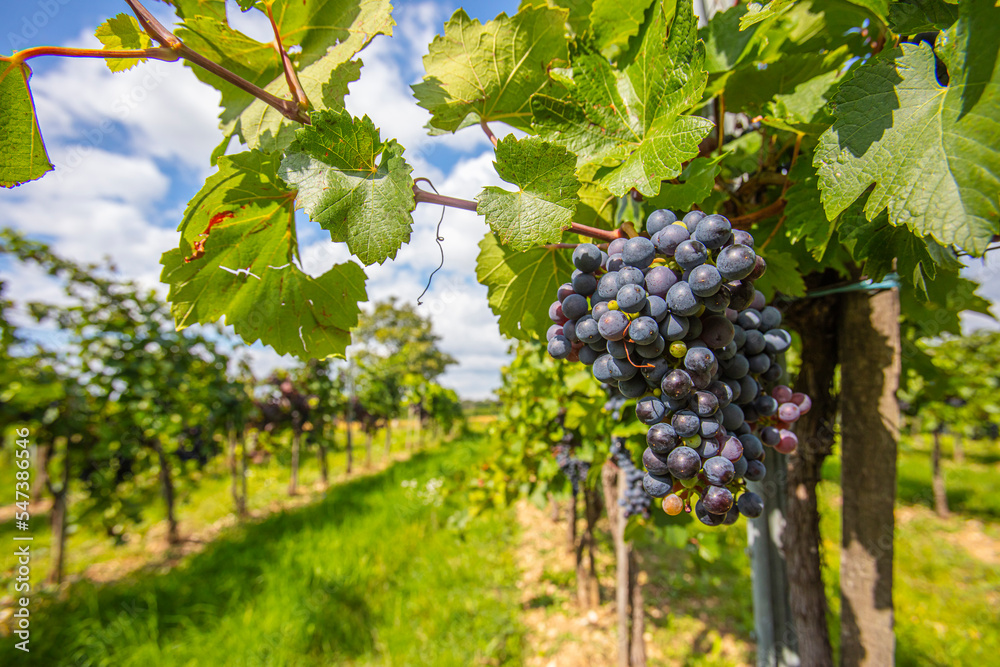 blue merlot grapes in green vineyard