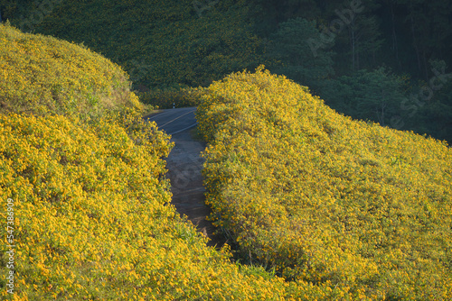 Beautiful landscape Yellow flowers are Mexican sunflowers or Tithonia Diversifolia onTung Bua Tong Mountain with Mexican sunflower field on Doi Mae U-Kho in Mae Hong Son, Thailand. photo