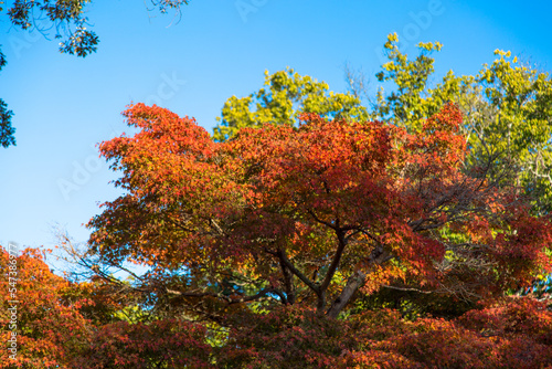 紅葉